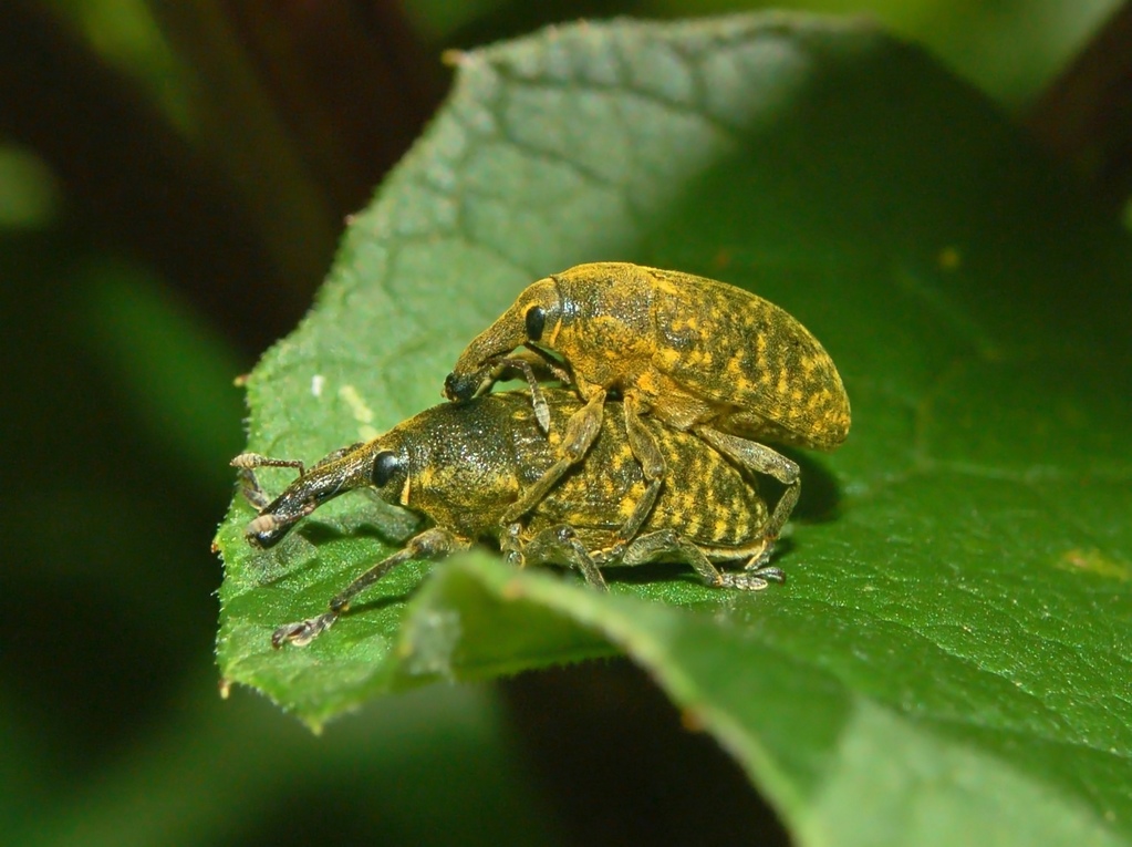 Curculionidae su Bardana : Coppia di Larinus sturnus